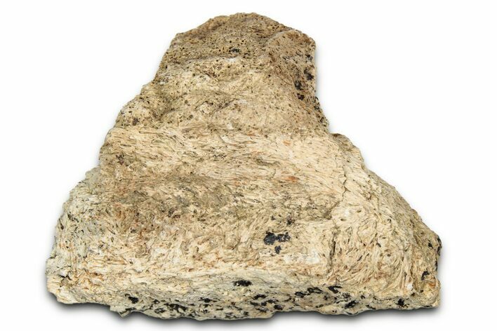 Dinosaur (Triceratops) Frill Shield Section - Montana #338887